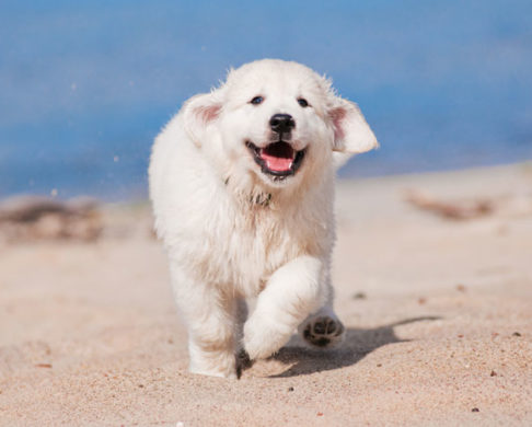 Top 3 Dog-Friendly Cities for a Vacation