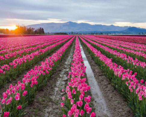 Top 5 Bus Trips for Mesmerizing Spring Foliage