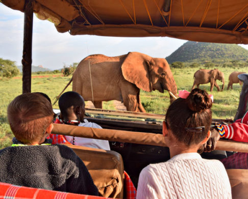 The Best Safari Parks in America