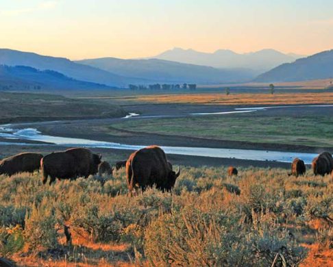 The Top 5 Spots to View Wildlife in the U.S.